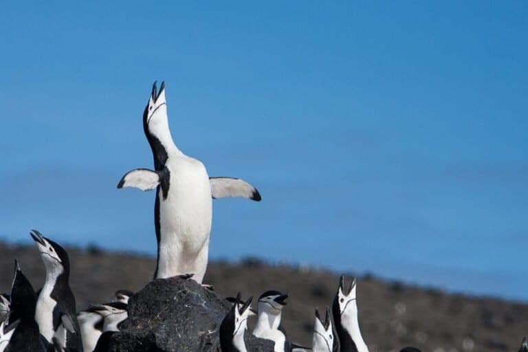 A Importância do Oceano Antártico para o Futuro do Planeta