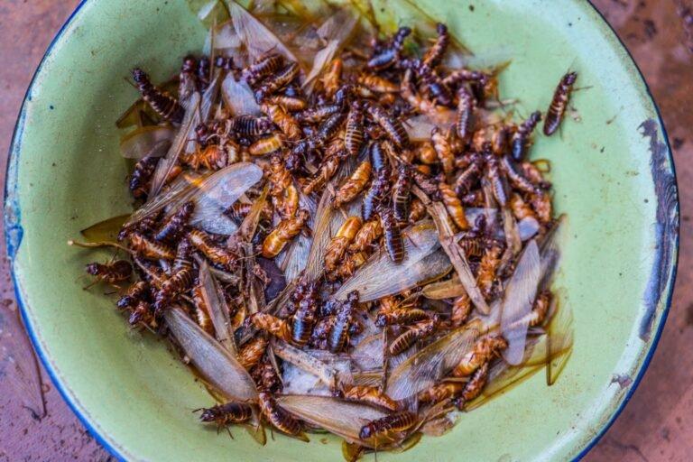 A Tradição dos Insetos Comestíveis na Zâmbia e sua Importância para a Segurança Alimentar
