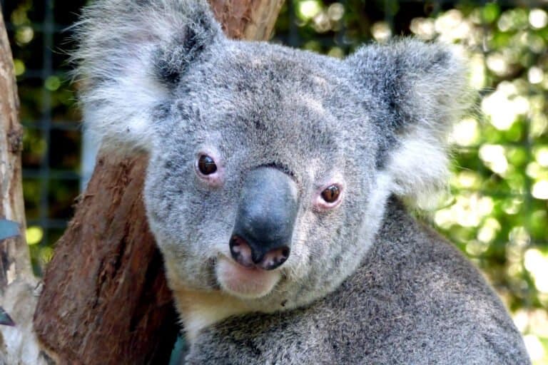 Austrália possui recursos para proteger a natureza, mas não age