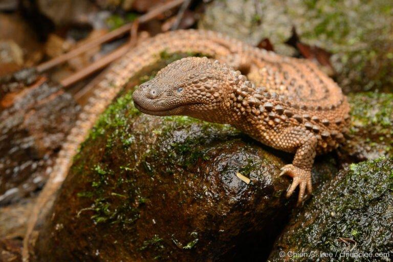 Comércio ilegal de animais silvestres no Canadá: uma ameaça crescente