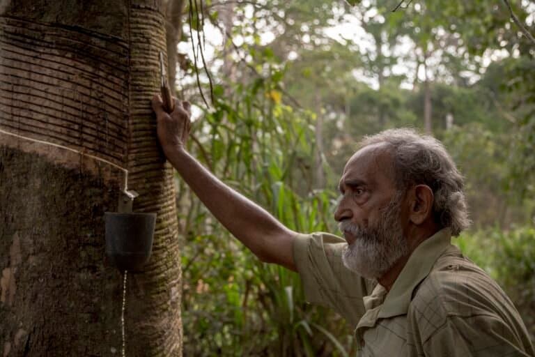 Como a Redução da Pobreza Pode Proteger a Amazônia Brasileira
