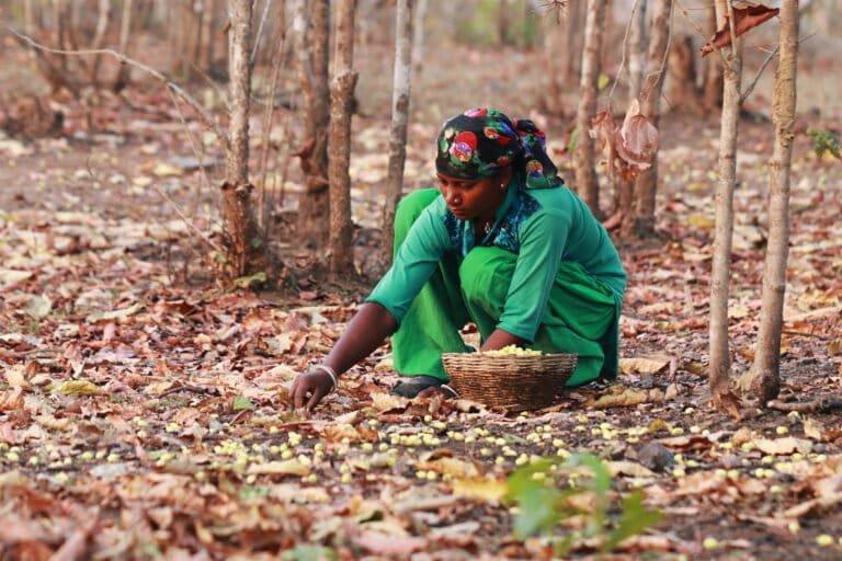 Como comunidades indianas geram renda além da madeira da floresta
