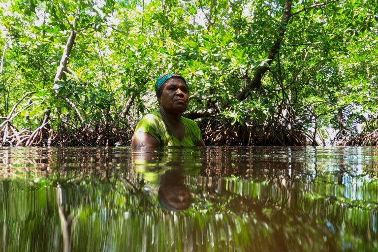 Compromisso Internacional para Direitos Florestais Supera Meta, Mas Financiamento Direto é Baixo