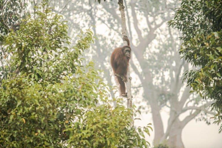 Conservacionistas lutam contra tempo para salvar orangotangos em Borneo