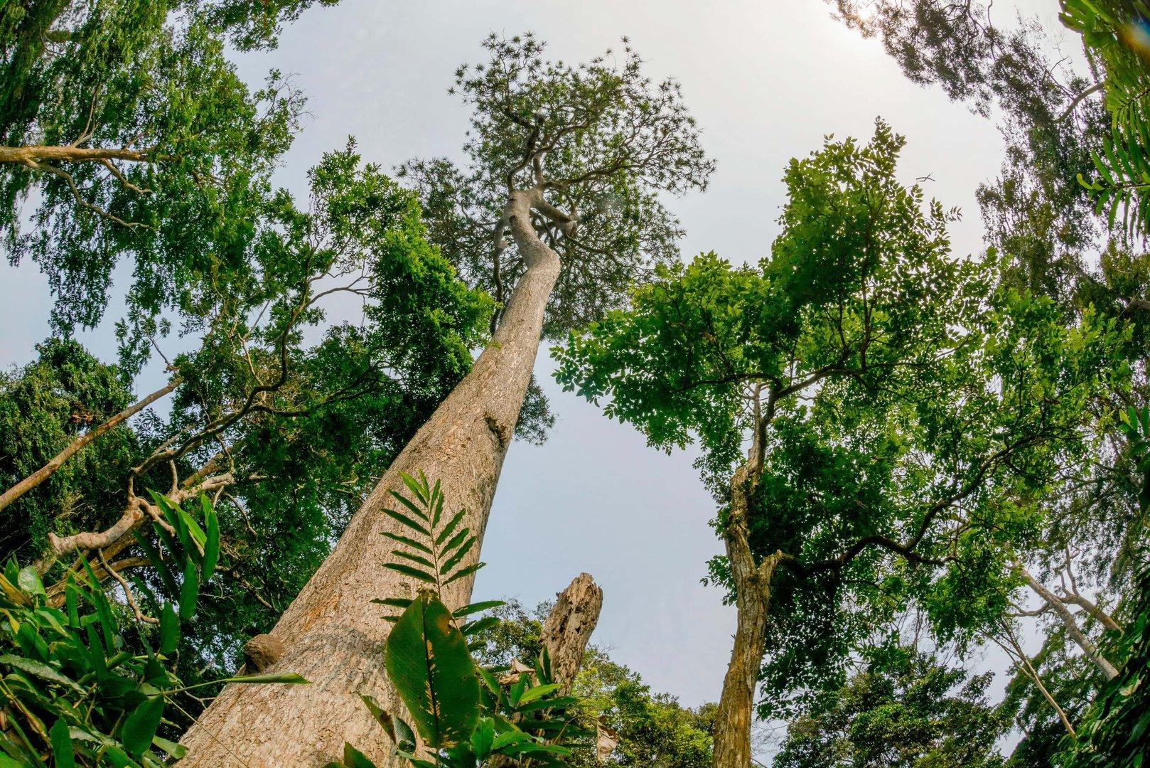 COP17 em Armenia: Avaliação do Progresso rumo às Metas de Biodiversidade