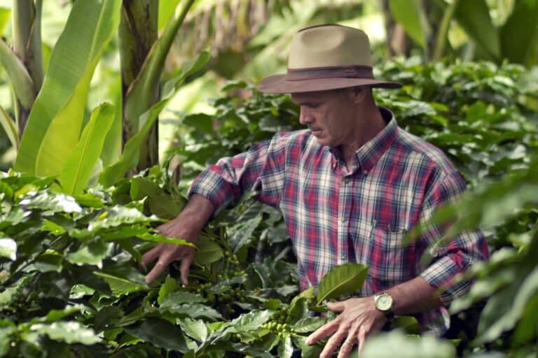 Costa Rica se prepara para regulamentação europeia sobre desmatamento