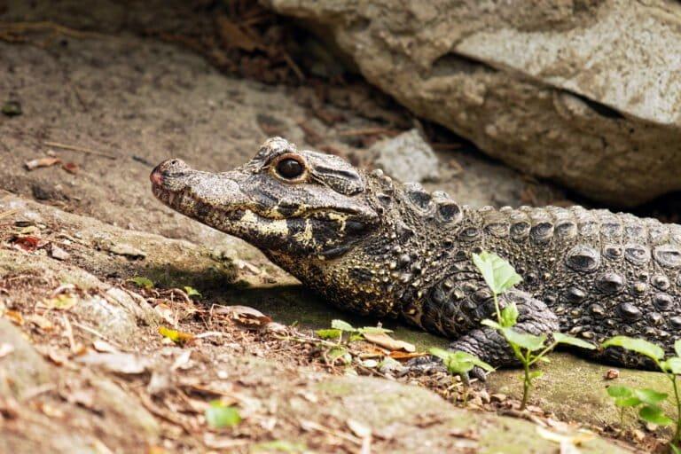 Crocodilos-anões em alta demanda no comércio de carne de caça na Nigéria