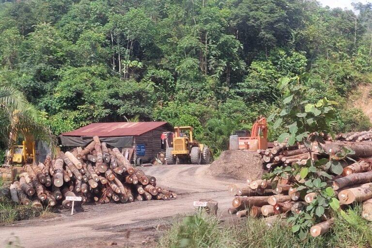 Desmatamento ameaça Parque da Paz Indígena em Bornéu, Malásia