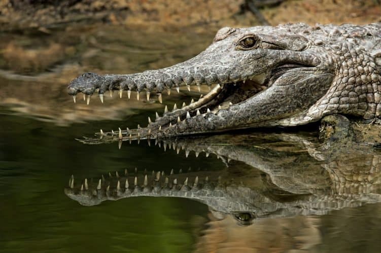 Economia do Crocodilo: Desvinculando Crescimento de Combustíveis Fósseis