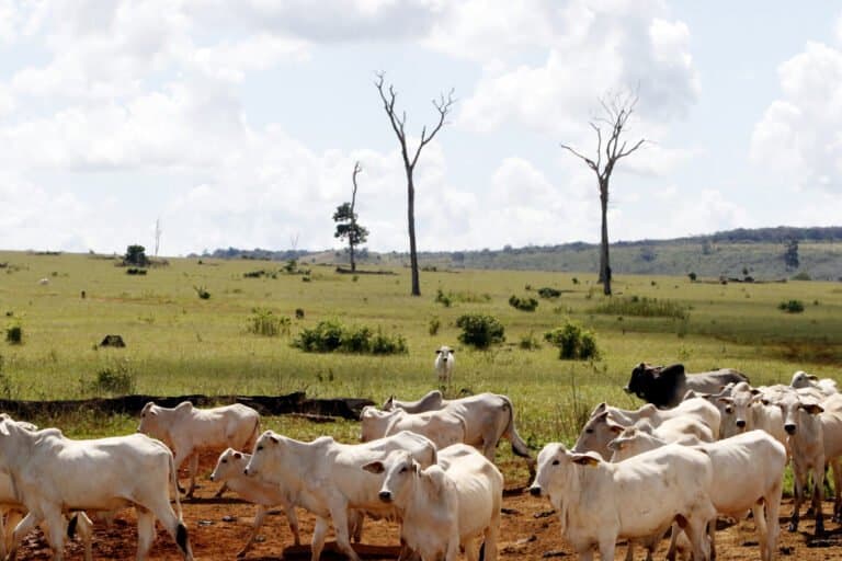 Estudo revela que alegações ambientais de empresas de carne e laticínios são em sua maioria greenwashing