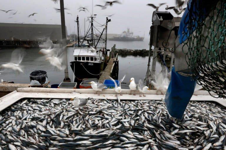 EUA afrouxam regras de pesca, ameaçando ecossistemas vitais
