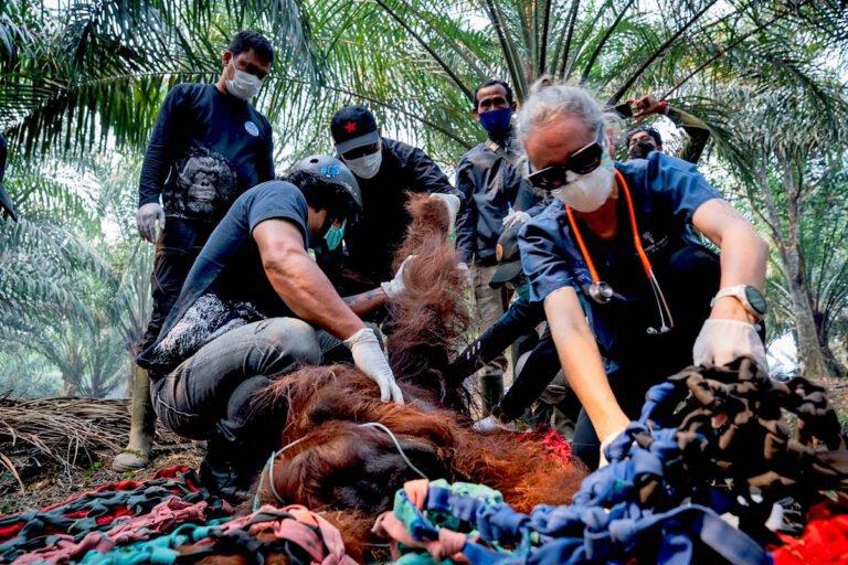 Fogo do El Niño ameaça orangotangos em Borneo: um chamado à ação