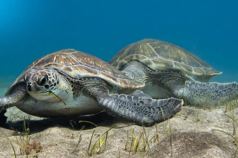 Gana cria primeira reserva marinha para proteger oceanos e garantir futuro