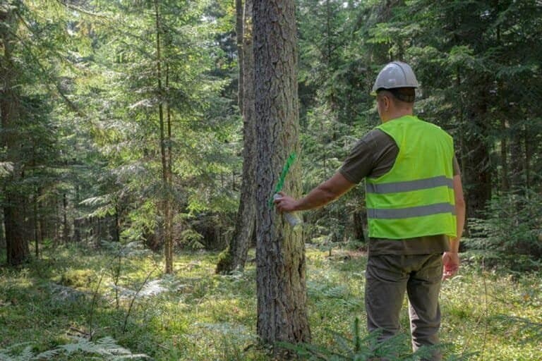 IKEA e a Nova Regulação da UE: Desafios na Rastreabilidade da Madeira