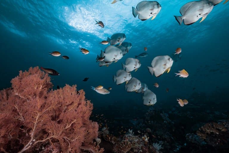 Índice de Equidade Oceânica: Medindo Justiça no Uso dos Oceanos