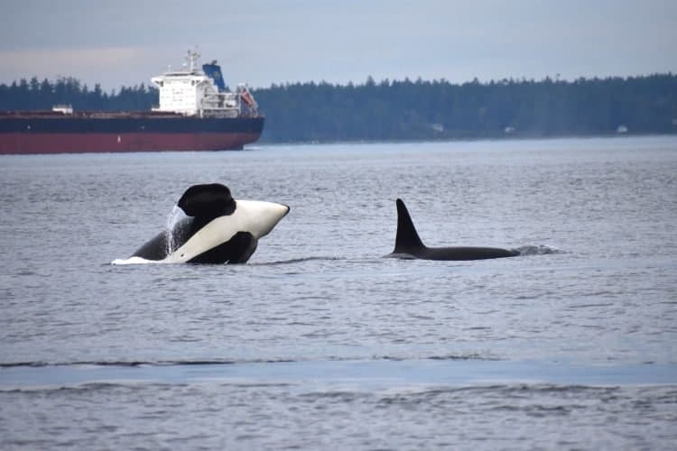 Inteligência Artificial Ajuda a Proteger Orcas em Puget Sound