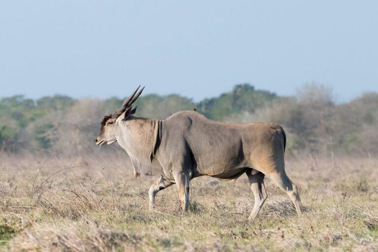 Operadora de safári em Moçambique ganha prêmio de conservação na COP17