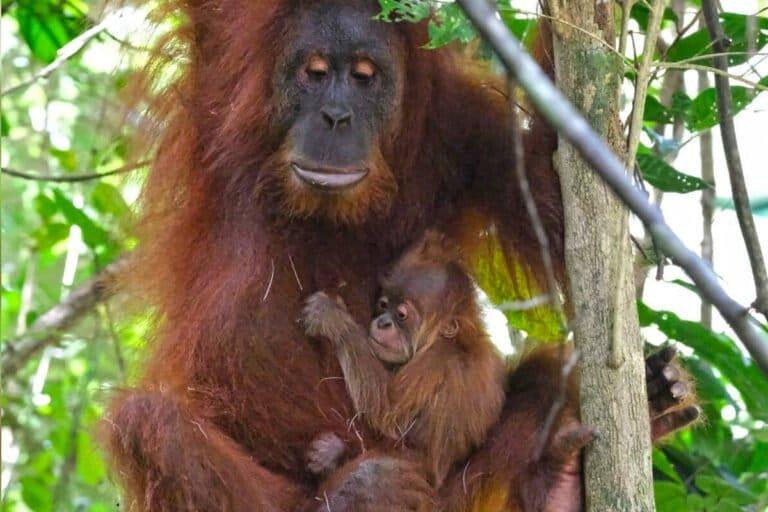 Orangotango Resgatado Torna-se Mãe na Natureza: Um Caso de Sucesso