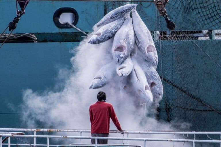 Os Custos Ocultos dos Subsídios à Pesca e Seus Impactos