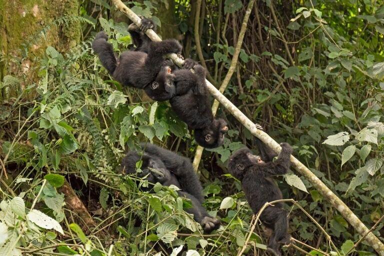 Países Baixos investem US$ 500 milhões na conservação de florestas tropicais