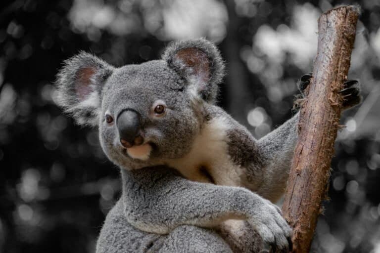 Parque Nacional na Austrália Promove Conservação dos Coalas