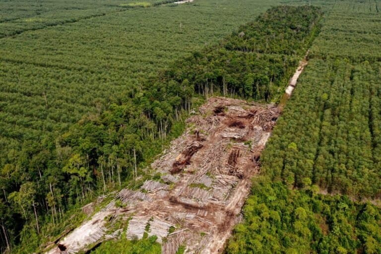 PEFC Sob Crítica: Certificação de Empresa Desmatadora na Indonésia