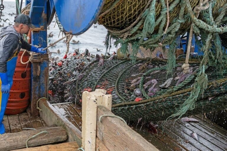 Recuperação da Pesca Sustentável na Costa Oeste dos EUA: 25 Anos Depois