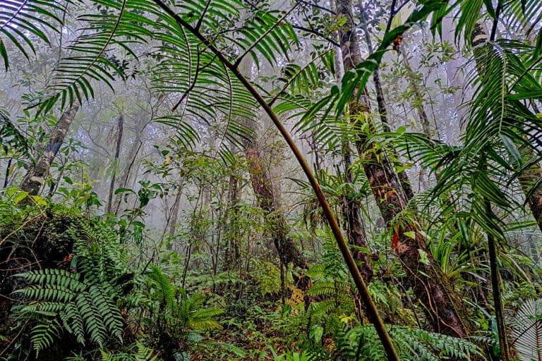 Registro de Conhecimento Indígena é Essencial para Proteger Aves das Filipinas