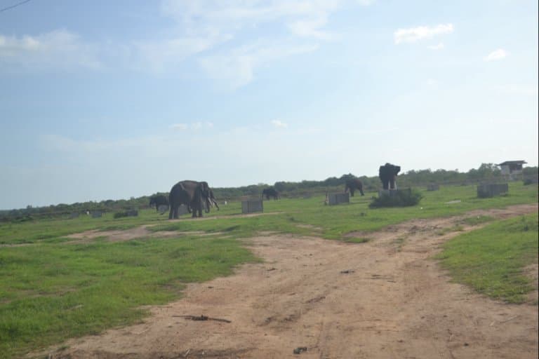 Rezoneamento do Parque Nacional Way Kambas gera polêmica na Indonésia