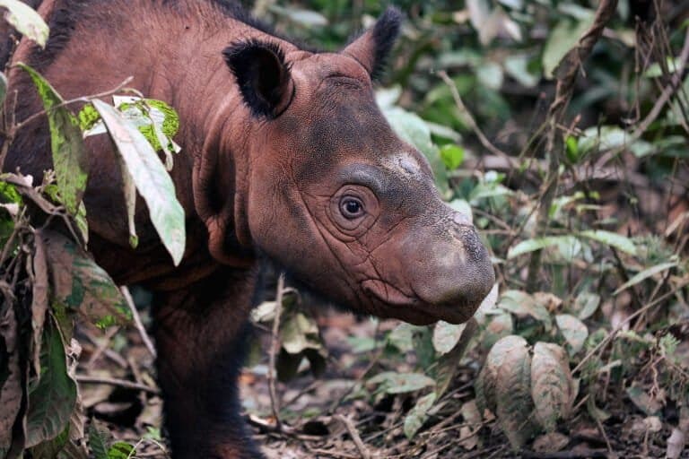 RGE admite possível violação de compromisso de não desmatamento na Indonésia