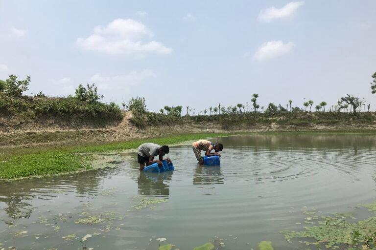 Salinidade da água potável e riscos de pré-eclâmpsia em Bangladesh