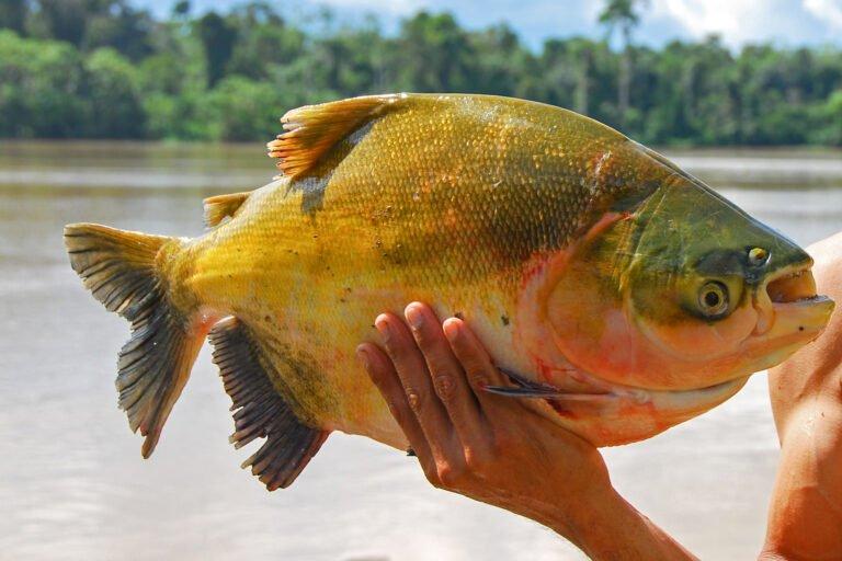Tambaqui sob ameaça: pescadores buscam soluções para a sobrevivência