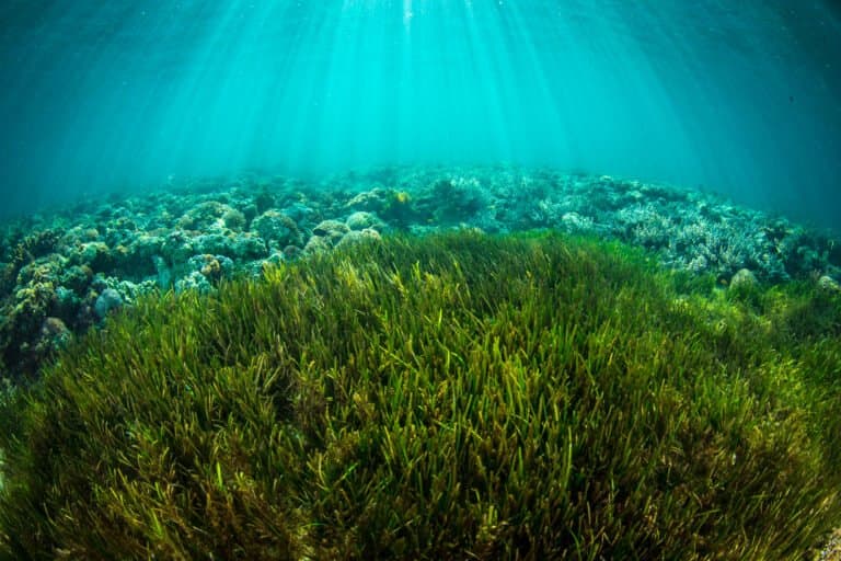 Tratado dos Mares: Conflito entre Conservação e Pesca em Alta Mar