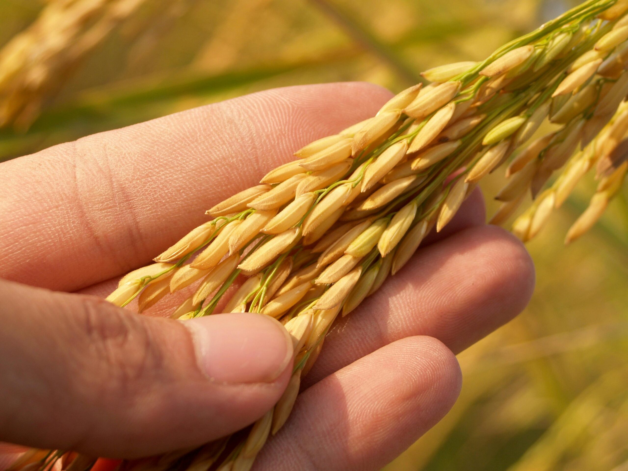 Brasil e União Europeia fazem parceria para Agricultura Sustentável